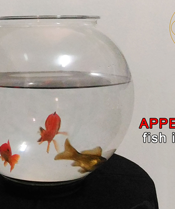 APPEARING FISH IN BOWL by Sorcier Magic